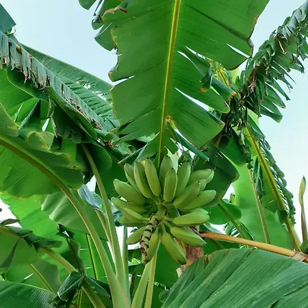 Villa Tropical Paradise In *