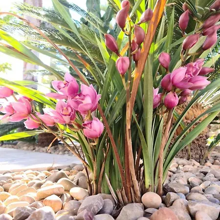 Villa Tropical Paradise In *